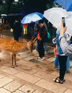 搞笑动图：备胎的究极状态，亮瞎了我的狗眼