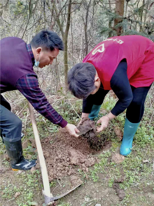 永康市红十字会联合市自然资源和规划局开展义务植树活动