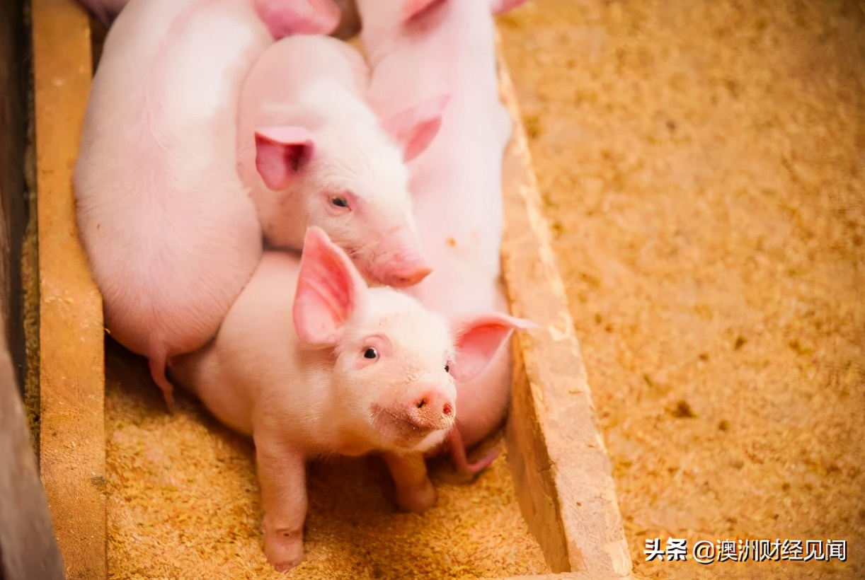 美国猪肉上周出口创年度新高 中国为最大进口国
