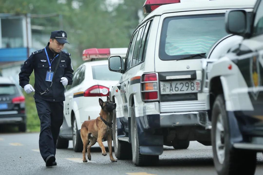 警犬|警汪出击，巅峰对决！这波本领秀真的很可~~~