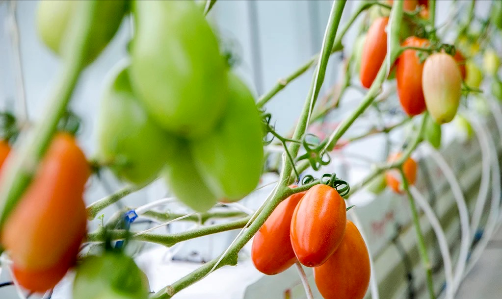 真没想到 台湾竟然也有这样高端的智能温室 蔬菜新闻 菜吧 阳台种菜 Caiba Org 菜吧 Caiba Org