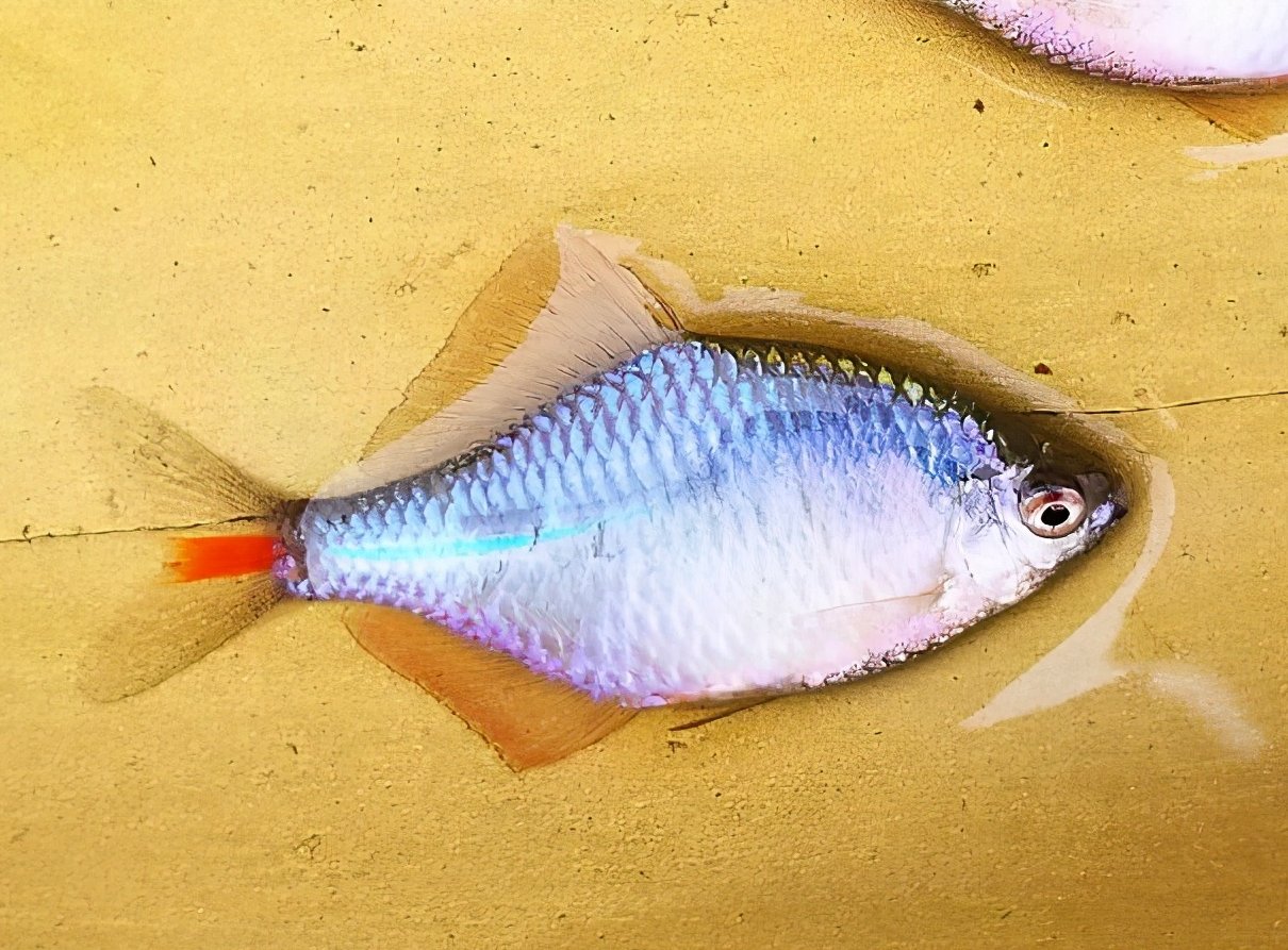 刺鳍鳑鲏8,石台鰟鮍因采集地位于安徽石台秋浦河而得名,长江以南各